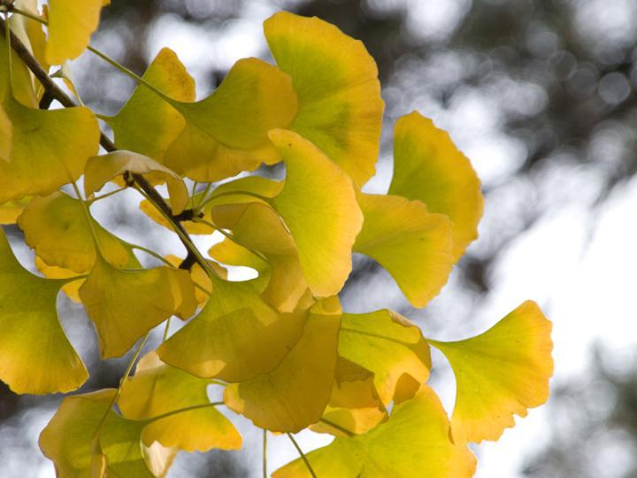 ������ʱ - �������ǲ�