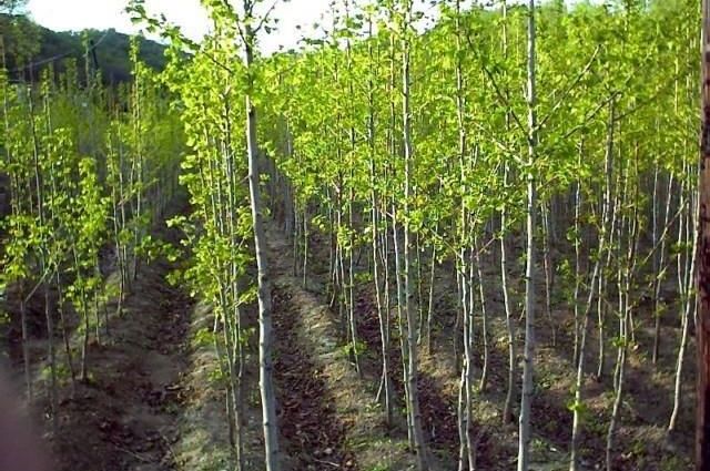 ������ʱ - �������ǲ�